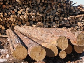 За незаконну рубку дерев волинянин заплатить штраф 100 тисяч гривень 