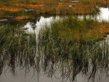 Поблизу Луцька двоє підлітків загрузли в болоті
