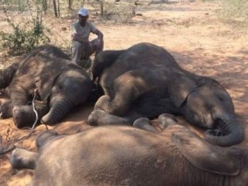 Масове вбивство слонів у Африці: мертвими знайшли 87 тварин