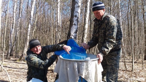 Так збирають сік Так збирають сік