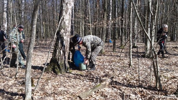 Як «видобувають» березовий сік. ФОТО Як «видобувають» березовий сік. ФОТО