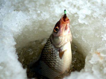 На Волині заборонили вилов риби на зимувальних ямах у річках