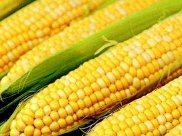 Україна стала лідером серед експортерів кукурудзи в Китай