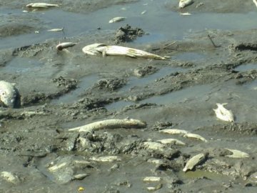 Масова загибель риби у селі на Волині: проблему вивчає Держекоінспекція. ВІДЕО