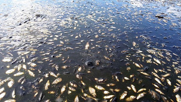 У селі на Волині річка вкрита мертвою рибою. ФОТО. ВІДЕО