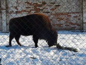Зима в Луцькому зоопарку. ФОТО