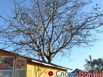 У Луцьку є «магазин-дерево». ФОТО
