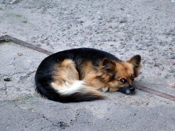 На притулок для собак у Луцьку дали півмільйона 