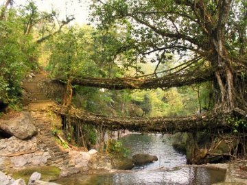 Чергове диво природи: живі мости з коренів дерев. ФОТО