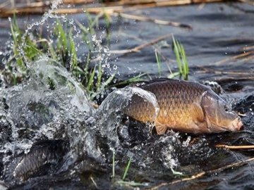 Нерест закінчився: на водоймах Волині знову можна ловити рибу