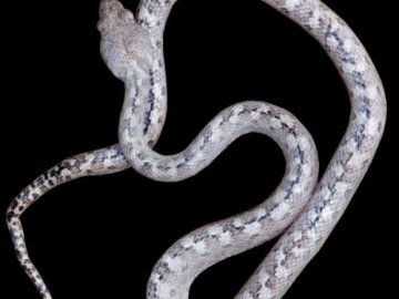 На Мадагаскарі виявили новий вид змій-«привидів»