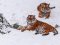 Як живеться тиграм у Луцькому зоопарку взимку