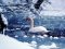 Лебедя, який примерз до криги поблизу Луцька, рятували надзвичайники