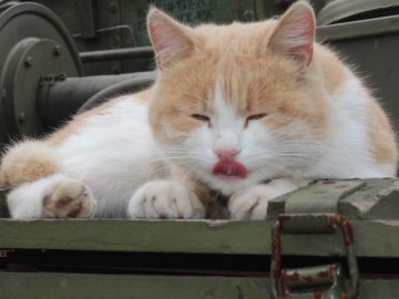 Пухнасті бійці 14-ї бригади: коти на передовій
