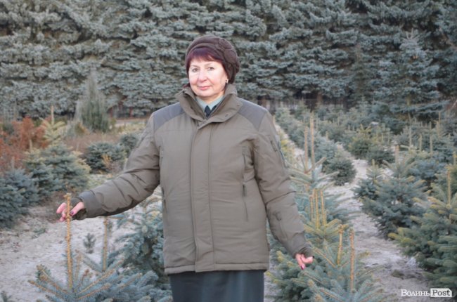 Як поблизу Луцька вирощують новорічні ялинки та сосни. ФОТО