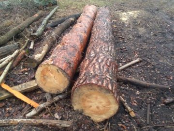 На приватній пилорамі знайшли зрізану деревину із волинського лісництва