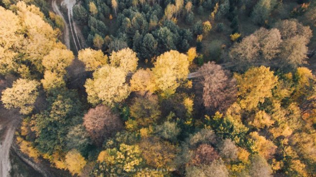 Золота осінь над озером крізь об'єктив волинського фотографа