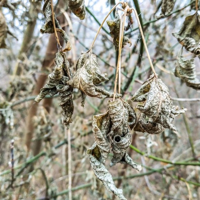 Моторошний луцький парк у полоні туману. ФОТО