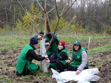 Волинські школярі допомогли лісівникам підготувати до зими фруктовий сад. ФОТО