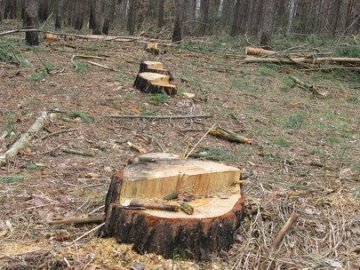 Волинянин вирубав лісу на 75 тисяч гривень