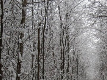 Погода в Луцьку та Волинській області на п’ятницю, 2 грудня