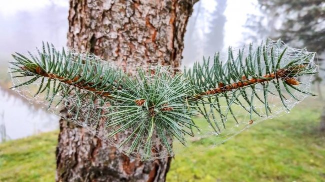 Моторошний луцький парк у полоні туману. ФОТО