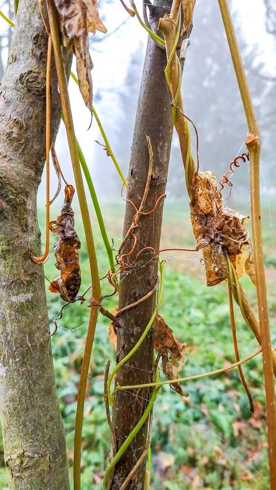 Моторошний луцький парк у полоні туману. ФОТО