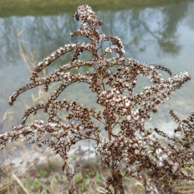 Моторошний луцький парк у полоні туману. ФОТО