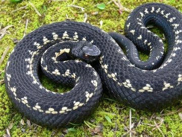 На Рівненщині дівчину під час збирання чорниці вкусила змія
