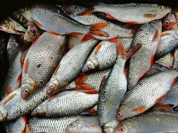 Минулоріч на Волині виловили на 15% менше риби, ніж у 2018-му