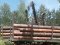 Зрізані колоди сховали у лісосмузі: на Волині знайшли крадену деревину. ФОТО