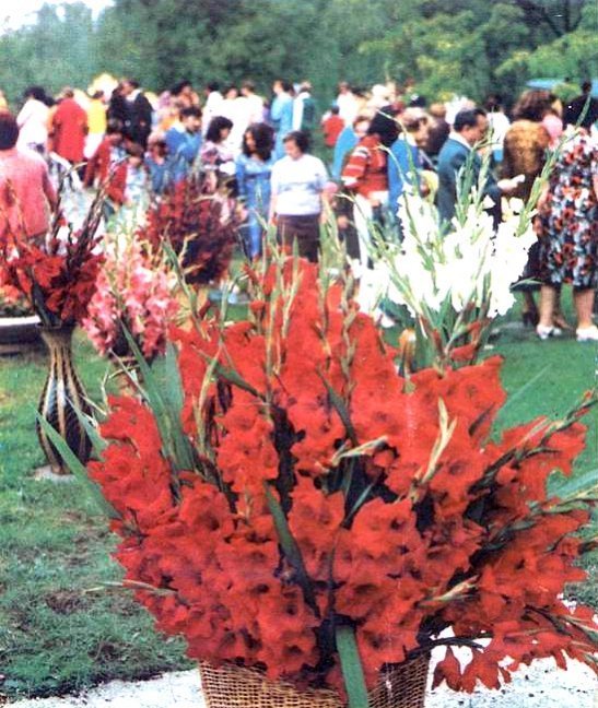 Свято квітів у центральному парку