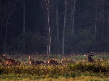 На Волині браконьєри вбили оленя. ФОТО 18+