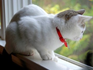 Як зробити вікно ПВХ безпечним для кішок*