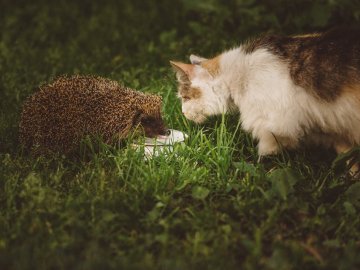 Котик і їжак: луцький фотограф показав незвичайне знайомство
