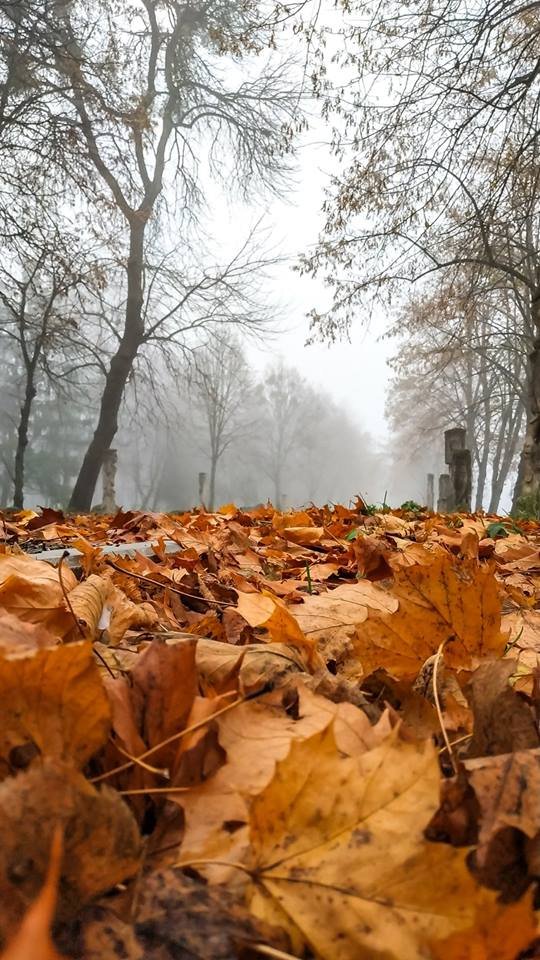 Моторошний луцький парк у полоні туману. ФОТО