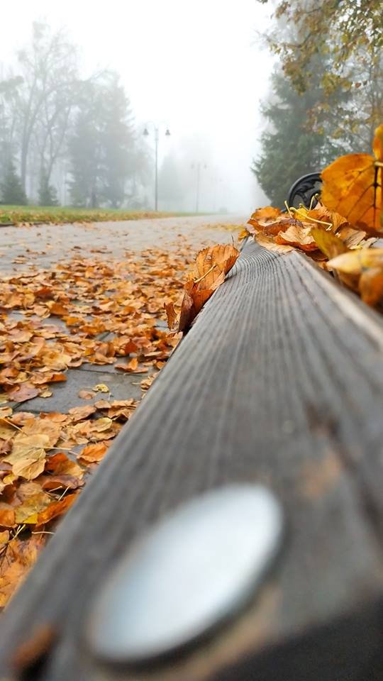 Моторошний луцький парк у полоні туману. ФОТО