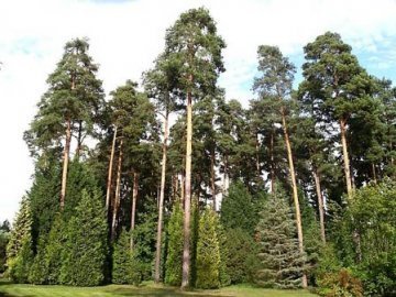 В Цуманському лісгоспі охоронці дозволили вкрасти деревину на 125 тисяч