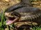 Збирала гриби у лісі: на Рівненщині жінка опинилася в реанімації через укус змії