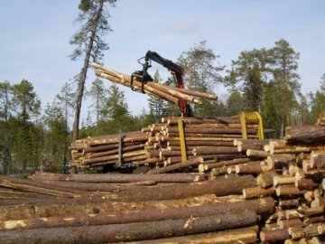 Уряд пропонує скасувати мораторій на експорт необробленої деревини