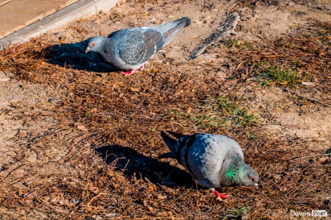 Луцьк в останній осінній день. ФОТОРЕПОРТАЖ