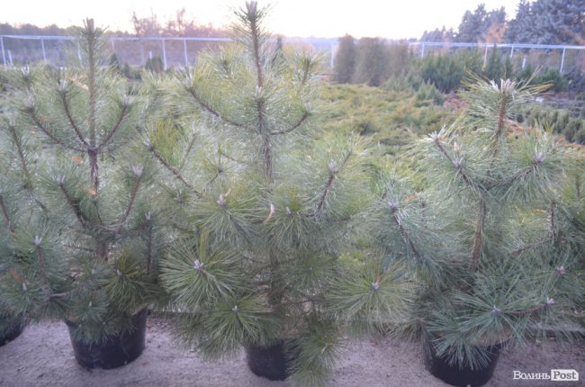 Як поблизу Луцька вирощують новорічні ялинки та сосни. ФОТО