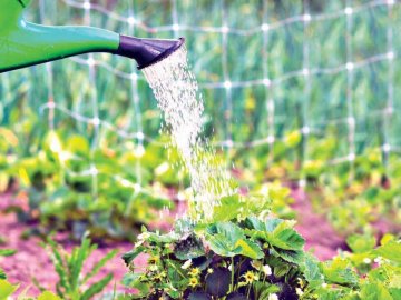 Жителі поливають городину: у громаді поблизу Луцька питну воду можуть подавати за графіком