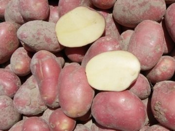 Переваги насіннєвої картоплі*