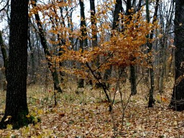На Київщині  під час збирання грибів у лісі загинула жінка