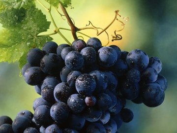 З волинських підприємців зібрали майже 9 мільйонів «на виноград»
