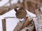 На околицях волинського міста побачили одну з найменших пташок Європи. ФОТО