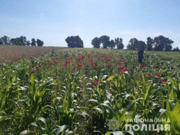 Заховав у кукурудзяне поле: у волинянина на городі знайшли понад 12 тисяч рослин маку. ФОТО