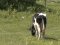 На Волині у восьми селах виявили лейкоз у корів: у чому небезпека