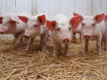 В Україні зросли ціни на свинину